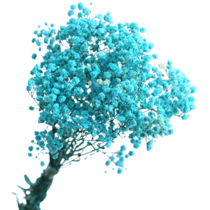 Blue Baby Breath | Dried Flower Wholesale 